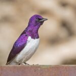 Violet-backed Starling (image by Pete Morris)