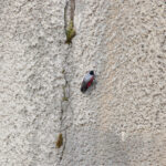 Wallcreeper (image by Diedert Koppenol)