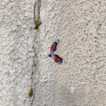 Wallcreeper (image by Diedert Koppenol)