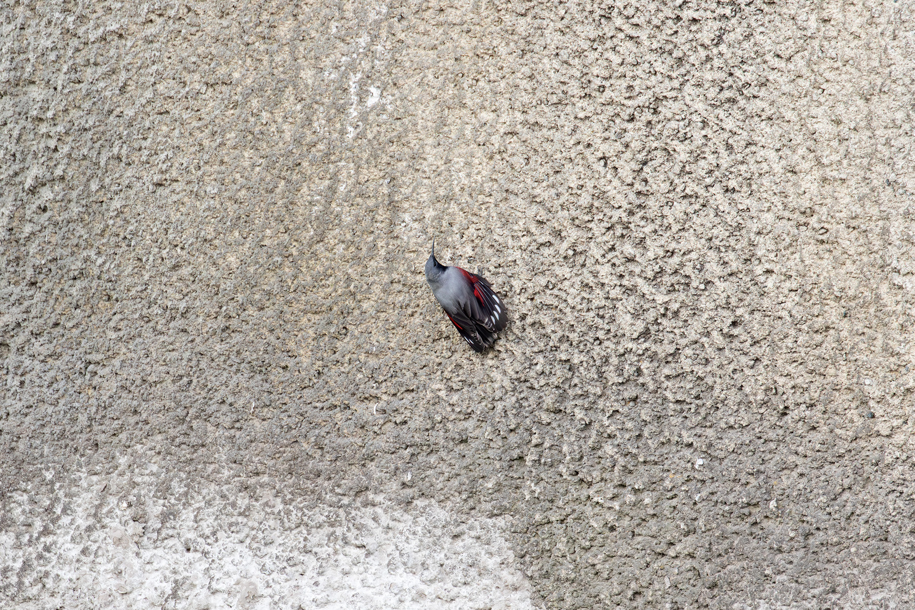 Wallcreeper (image by Diedert Koppenol)