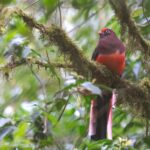 Ward's Trogon (image by Hannu Jännes)