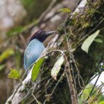 Western Hooded Pitta (image by Antonio Cortizo Amaro)