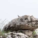 Western Rock Nuthatch (image by Diedert Koppenol)