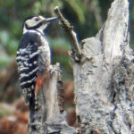 White-backed Woodpecker (image by Kaj Sjöstedt)