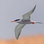 White-cheeked Tern (image by Pete Morris)