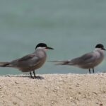 White-cheeked Tern (image by Hannu Jännes)