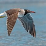 White-eyed Gull (image by Pete Morris)