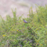 White-throated Robin (image by Diedert Koppenol)