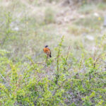 White-throated Robin (image by Diedert Koppenol)