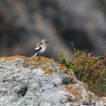 White-winged Snowfinch (image by Diedert Koppenol)