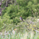 Woodchat Shrike (image by Diedert Koppenol)
