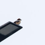 Woodchat Shrike (image by Diedert Koppenol)