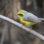 Yellow-bellied Fantail (image by Hannu Jännes)