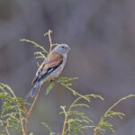 Yemen Linnet (image by Pete Morris)