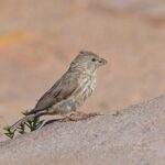 Yemen Serin (image by Pete Morris)