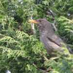 Yemen Thrush (image by Hannu Jännes)
