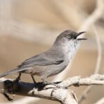 Yemen Warbler (image by Hannu Jännes)