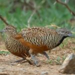 Barred Buttonquails (image by Rachel Warren)
