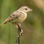 Bengal Bush Lark (image by Urban Olsson)