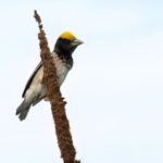 Black-breasted Weaver (image by Urban Olsson)