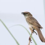 Bristled Grassbird (image by Hannu Jännes)