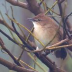 Broad-tailed Grassbird (image by Rachel Warren)