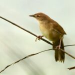 Broad-tailed Grassbird (image by Urban Olsson)