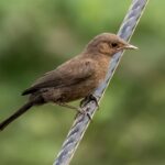 Brown Rockchat (image by Urban Olsson)