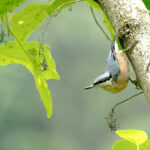 Chestnut-bellied Nuthatch (image by Urban Olsson)