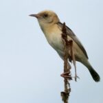Golden-headed Cisticola (image by Urban Olsson)