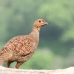 Grey Francolin (image by Hannu Jännes)
