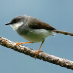Grey-breasted Prinia (image by Urban Olsson)