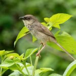 Himalayan Prinia (image by Urban Olsson)