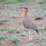 Indian Courser (image by Hannu Jännes)