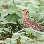 juvenile Indian Courser (image by Hannu Jännes)