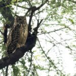 Indian Eagle-Owl (image by Urban Olsson)