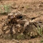 Indian Nightjar (image by Urban Olsson)