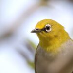 Indian White-eye (image by Hannu Jännes)