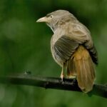 Jungle Babbler ssp somervillei (image by Urban Olsson)