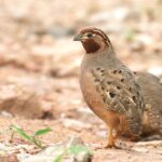 female Jungle Bush Quail (image by Hannu Jännes)