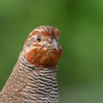 male Jungle Bush Quail (image by Hannu Jännes)