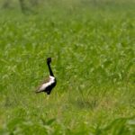 Lesser Florican (image by Urban Olsson)