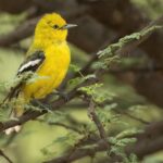 female Marshall's Iora (image by Urban Olsson)