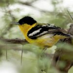 male Marshall's Iora (image by Urban Olsson)