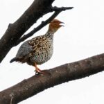 Painted Francolin (image by Urban Olsson)
