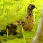 Painted Spurfowl (image by Urban Olsson)