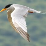 River Tern (image by Urban Olsson)