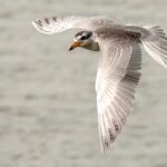 juvenile River Tern (image by Urban Olsson)