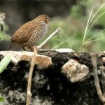 Rock Bush Quail (image by Urban Olsson)