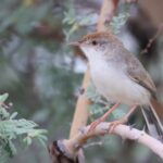 Rufous-fronted Prinia (image by Hannu Jännes)